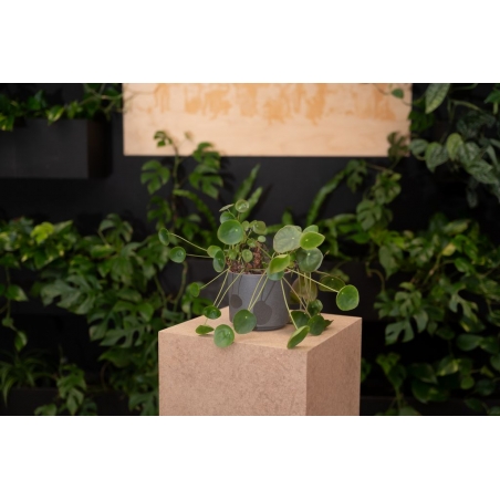 Peana eco, 30 x 30 x 115 cm
